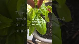 My #1 tip for for growing basil #shorts #basil