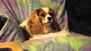 Lexie the cavalier king charles spaniel paw licking Oct 23 2015