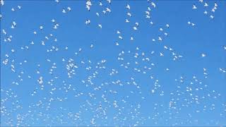 Sky Full of Snow Geese - Delta Snow Goose Festival