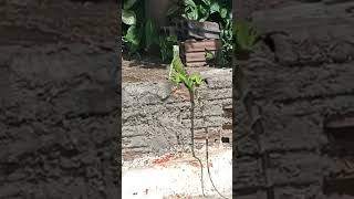 iguana arrumando confusão na rua #animal #chicken #iguana