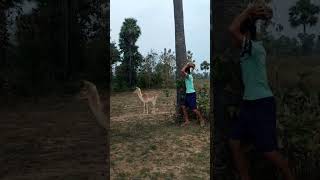 attack Deer 🦌 catching my village jungle VFX funny #animals #wildlife #nature #junglewildlife #deer