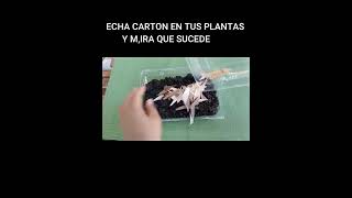 APLICA ACRTON EN TUS PLANTAS Y MIRA QUE SUCEDE.