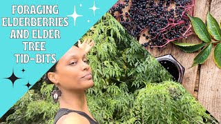 Foraging Elder Berries!