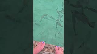 on the deck of Palapa Restaurant. San Pedro, Ameristar Caye, Belize