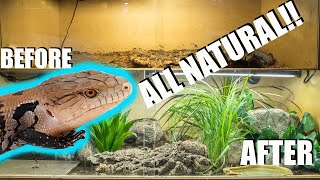 NATURALISTIC BLUE TONGUE SKINK SETUP!!