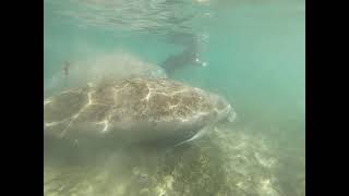 Swimming With Manatees - Crystal River, Florida - Vid 2