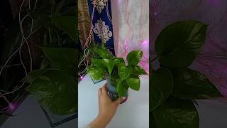 How To Grow Money Plant In Water 💧#shorts #moneyplant #fyp #connectionofart #viral