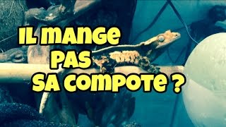 gecko à crète mange sa compte