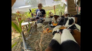 Guinea pigs & chickens do they fight or not