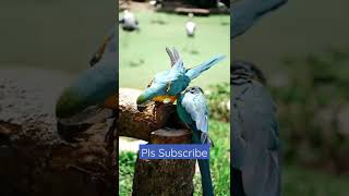 #parrot #shortsvideo