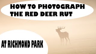 HOW TO PHOTOGRAPH THE RED DEER RUT-RICHMOND PARK