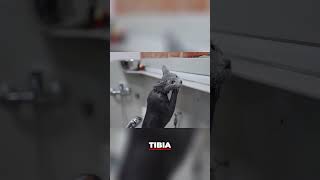 Cómo Bañar a Tu Gato sin Estrés-Guía Rápida