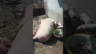 Нюша загорает! 🐷🐽🌞