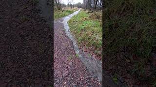 Glencryan woodland controlled flooding! #stormgerrit #drainage #farmlife