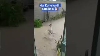 Rimjhim Gire Sawaan..... 🐕 ♥️ #rain #monsoon #dog #doglover