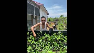 Kerja keras usaha cabe #petanimuda #petanimilenial #cabe