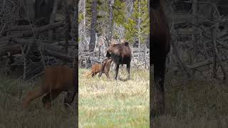 Mother Moose Nursing her Calf