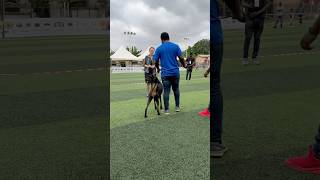 Doberman stepping into the ring #doberman #dog #shorts