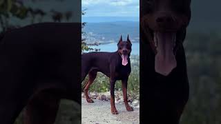 ￼Doberman Pinscher, European Doberman, Dog Dancing, Dog Attack, Brown Doberman, Dog fight, Doby