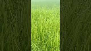 Very beautiful Grass