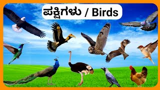 Bird name in Kannada and English with pictures.ಚಿತ್ರಗಳೊಂದಿಗೆ ಪಕ್ಷಿಗಳ ಹೆಸರು.