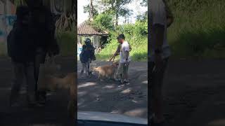 anjing pintar memberi salam tangan