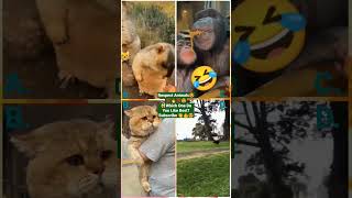 Funny Animal Videos 2022 - Funniest Cute Cats And Dogs Video #cat #shorts #animals #trending #tiktok