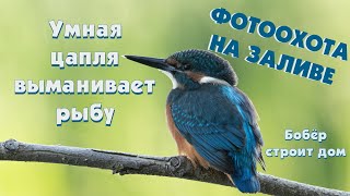 Фотоохота на заливе. Снимаю зимородка. Прилетела умная цапля. Бобер нашел фотоловушку