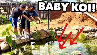 I Found BABY KOI FISH in my BACKYARD POND!