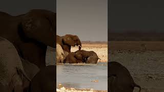 Elephants at Etosha National Park, Namibia.