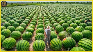 As mais modernas máquinas agrícolas que estão em outro nível - como fazer Melancias na fazenda