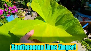 Xanthosoma Lime Zinger Elephant Ear Care