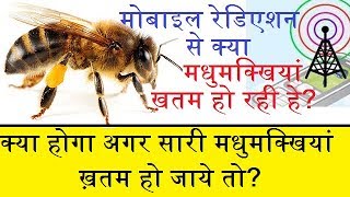 What Happens If All The Honey Bees Die? (In Hindi)