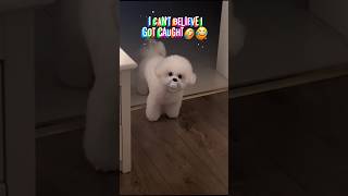 Cutest Puppies Ever: Fun, Mischief & Cuteness Overload! 🐾😍 #shortvideo #shortsvideo #cute #cutepuppy