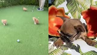 Kittens vs. Puppy