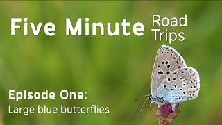 Large Blue Butterflies | 5 Minute Road Trips EPISODE 1