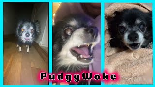 PudgyWoke - TikTok Compilation