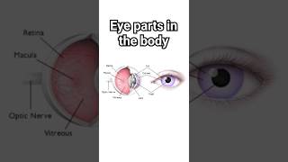 Eye parts in the body.؟