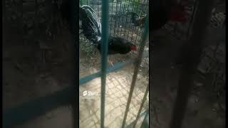 gallo negro pedro sidonia #ornitologia #canarios #aves #pajaros #gallinas #gallos