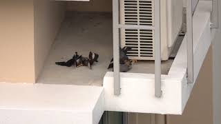 Myna fighting