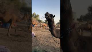 BLACK camel #camel #goat #youtubeshorts #youtubevideos #animals #ytshorts #shorts