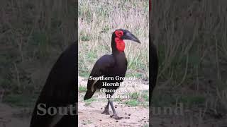 Horn Bill #shorts #birds #animals #shortvideo