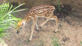 Dog raising a baby deer 2