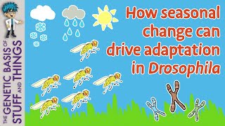 Adaptive changes in fruit flies and the dawn of evolutionary genetics