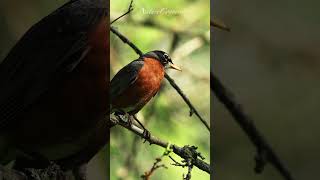 Beautiful  plumage American Robin #nature #shorts