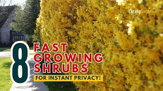 TOP 8 FAST-GROWING SHRUBS FOR INSTANT PRIVACY! 🌳🏡🌸 // Gardening Ideas