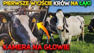 Kamera na głowie Krowy 🐮 Pierwsze wyjście krów 🐄 na łąki w tym roku 2022