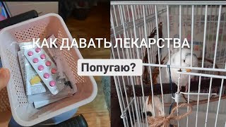 Как давать лекарства попугаю?