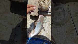 Gặp cảnh cá ăn mạnh khi đi câu bằng mồi này#shorts #fishing #cauca