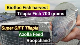 Fish harvest in Biofloc Tank / Tilapia fish size 700 grams 🙏